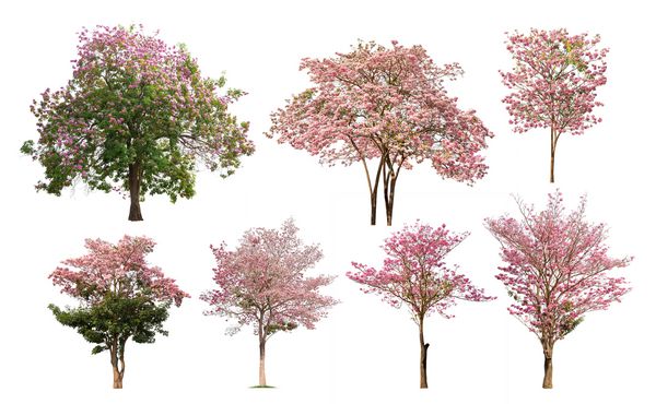 مجموعه ای از درخت گل رز جدا شده Tabebuia با گل صورتی در زمینه سفید