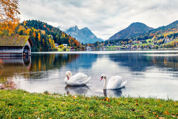 دو قو سفید در دریاچه گراندلسه صحنه شگفت انگیز صبحگاهی روستای Brauhof Styria خیره اتریش اروپا پانورامای رنگارنگ آلپ پیشینه مفهوم سفر