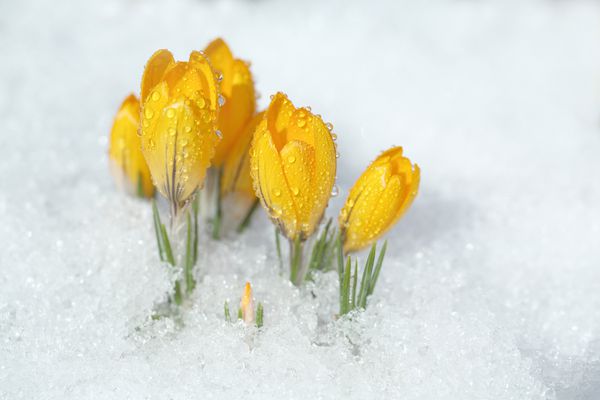 کروکوس های زرد در باغ بهار زیر آفتاب رشد می کنند پریمورهای زیبا با قطرات شبنم در فضای بیرون از برف شکوفه می شوند الگویی برای کارت تبریک