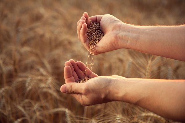 انسان گندم را از یک به دست و روی زمین مزرعه گندم می ریزد