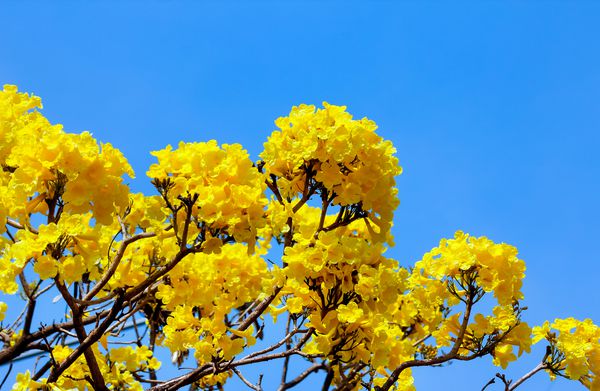گل طبیعی تازه در روز روشن گل زرد زیبا در باغ درخت ترومپت نقره ای درخت طلا درخت نقره ای پاراگوئه پاراگوئه اوره Tabebuia با زمینه آبی روشن تایلند
