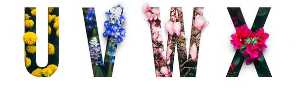 فونت گل الفبای u v w x از گلهای زنده واقعی با شکل برش کاغذهای گرانبها ساخته شده است مجموعه ای از قلم های درخشان فلور برای دکوراسیون بی نظیر خود در بهار تابستان amp amp؛ بسیاری از ایده های ایده