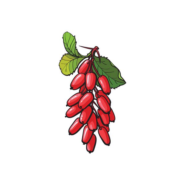 دسته توت های توت فرنگی قرمز با نماد برگ کشیده شده مواد غذایی ویتامین آلی طبیعی سبک طراحی دسر شیرین گیاهی عنصر آبدار تصویر جدا شده بردار