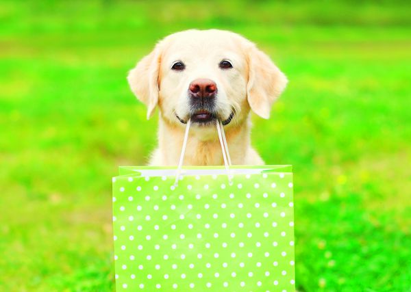 سگ Pretty Golden Retriever در تابستان یک کیف خرید سبز را روی دندان های خود بر روی چمن نگه داشته است