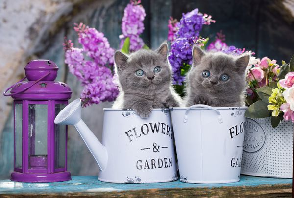 بچه گربه ها و گل ها