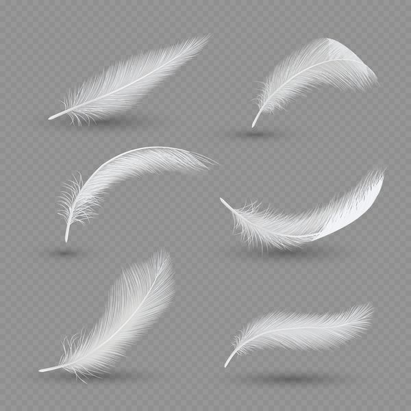 مجموعه آیکون پرهای پرندگان سفید تصویر واقع گرایانه بردار جدا شده در پس زمینه شفاف