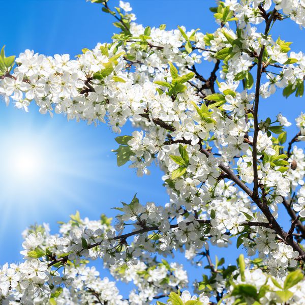 خورشید شاخه های یک درخت سیب شکوفه را می درخشد