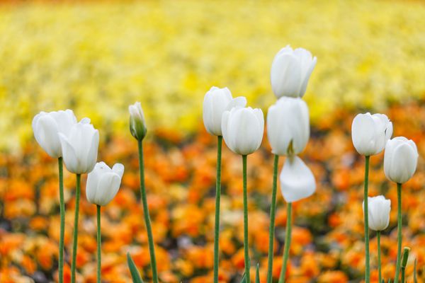 گروه لاله های سفید در پارک چشم انداز بهار زمینه گل بهار موتیف
