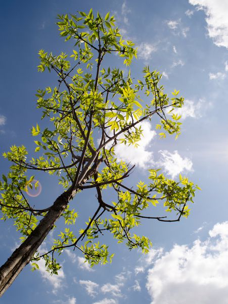 درخت تابستانی در پرتوهای خورشید یک درخت جدا شده بر روی پس زمینه آسمان آبی