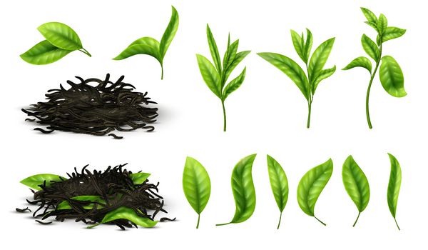مجموعه وکتورهای جدا شده برگهای چای و سبزیجات چای واقع بینانه را ببندید چای گیاهی طبیعی طبیعی نوشیدنی سالم است