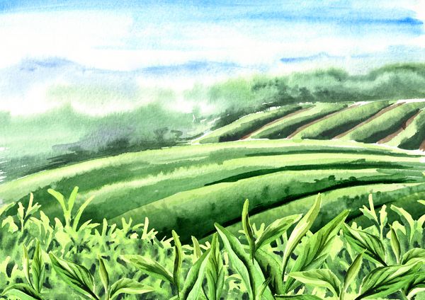 مناظر مزارع چای برگ های چای کشیده شده با تصویر آبرنگ