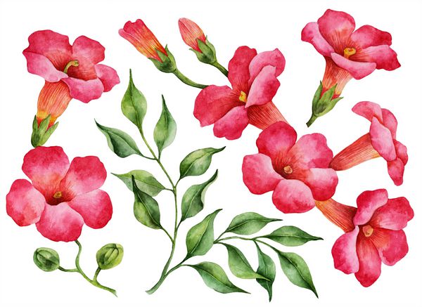 مجموعه آبرنگ گلهای تاک ترومپت تصویر نقاشی شده دست از شاخه های عجیب و غریب گرمسیری جدا شده بر روی یک پس زمینه سفید