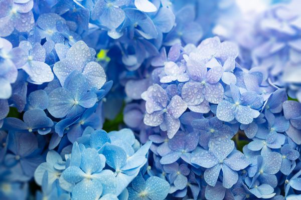 Blue Hydrangea Hydrangea macrophylla یا گل Hortensia با شبنم در تغییرات رنگ جزئی از آبی تا بنفش عمق میدان کم عمق برای احساس رویایی نرم