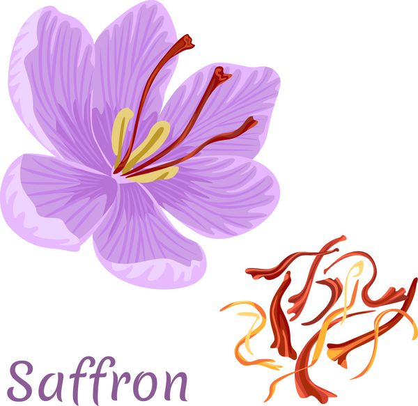 گل زعفران بر روی زمینه سفید جدا شده است نخ های زعفران ادویه خشک تمساح الگوی طراحی بسته بندی برچسب بنر پوستر آیکون تصویر برداری به سبک مسطح