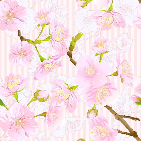 الگوی بدون درز پس زمینه با شکوفه ساکورای ژاپنی گیلاس در رنگ های صورتی صورتی نرم تصویر برداری سهام جدا شده در پس زمینه راه راه صورتی الگوی رنگی و خلاصه