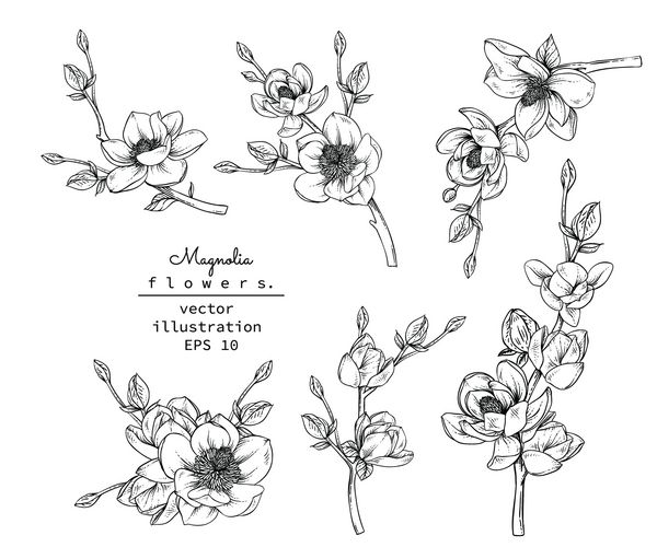مجموعه گل گیاه شناسی طرح نقشه گل ماگنولیا سیاه و سفید با هنر خط در زمینه های سفید Hand Drawn Illustrations BotanicalVector