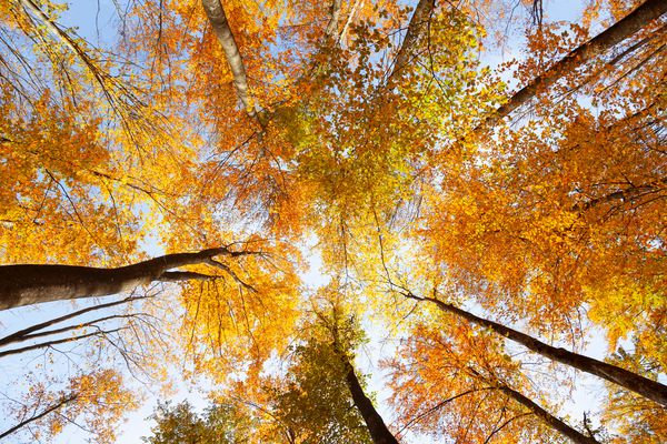 نمای برتر درختان جنگلی فصلی رنگارنگ پاییز در روز آفتابی