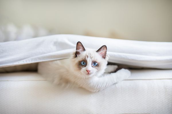 یک بچه گربه ناز Ragdoll در اتاق خواب بین ورق ها و تشک جمع شده است گربه چشم آبی کوچک با چهره ای نامرتب به دوربین نگاه می کند
