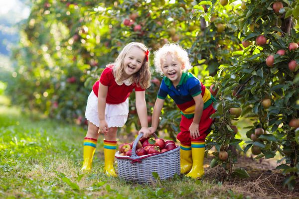 سیب چیدن کودک در یک مزرعه در پاییز دختر و پسر کوچکی در باغچه سیب بچه ها میوه را در یک سبد انتخاب می کنند کودک نوپا در هنگام برداشت میوه می خورد سرگرمی در فضای باز برای کودکان تغذیه سالم
