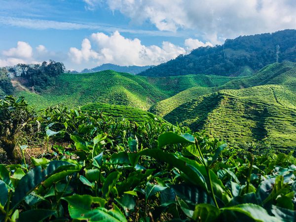 مزارع چای سیاه در ارتفاعات کامرون مالزی