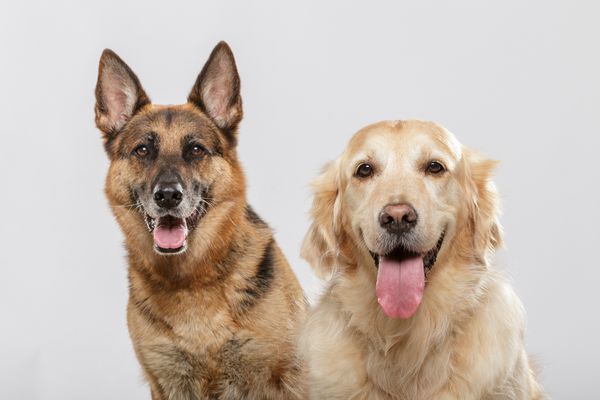 پرتره یک زن و شوهر سگ بیانگر یک سگ ژرمن شپرد و یک سگ Golden Retriever در پس زمینه سفید