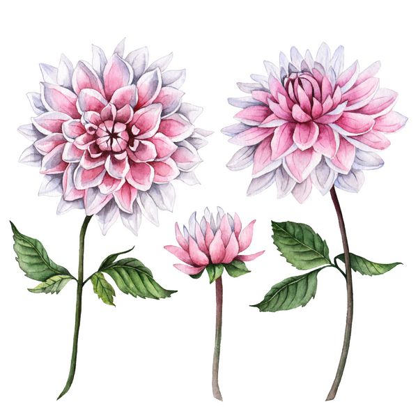مجموعه آبرنگ گلهای دالیا ترسیم گلهای گلدار عناصر گیاه شناسی جدا شده بر روی زمینه سفید