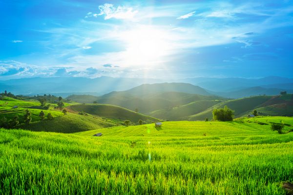 مزرعه برنج با آفتاب واقع در ChiangMai تایلند واقع شده است