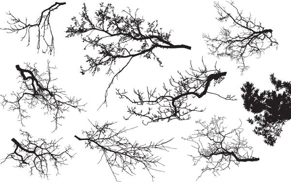 مجموعه واقع بینانه از شبح شاخه های درخت تصویر برداری Eps10
