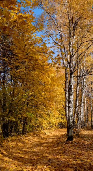 سقوط طلایی توس طلایی Betula pendula و نروژ Maple Acer platanoides در جنگل برگریز مرکزی روسیه