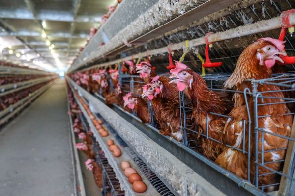 سر و صدا و تاری برخی مرغ ها مرغ های لایه ای با خط تولید چند سطحی خط تولید نقاله خط تولید تخم مرغ مرغ در یک مرغداری مسکن لایه ای مزرعه کارخانه تجهیزات فن آوری کشاورزی