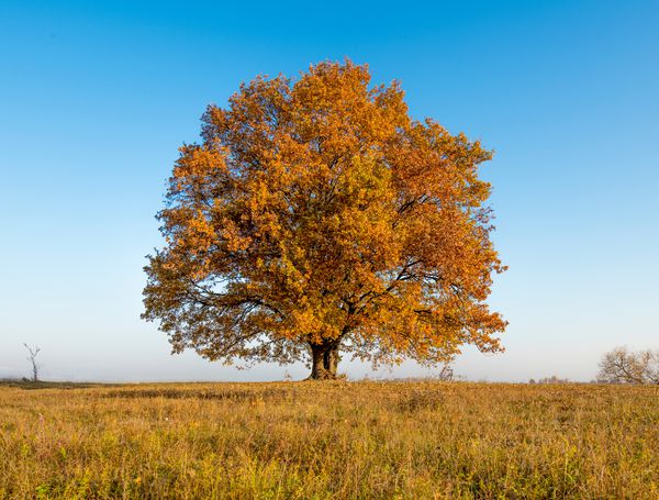 درخت تنهایی در یک مزرعه در پاییز