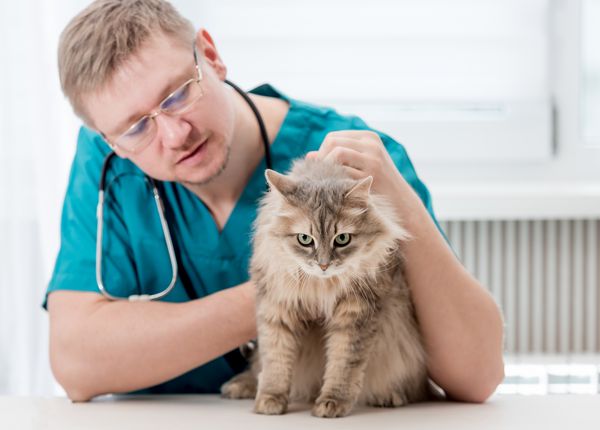دامپزشکی چک کردن گربه خاکستری در مطب دامپزشکی پزشک دامپزشکی معاینه منظم برای یک گربه را انجام می دهد مفهوم مراقبت از حیوانات خانگی