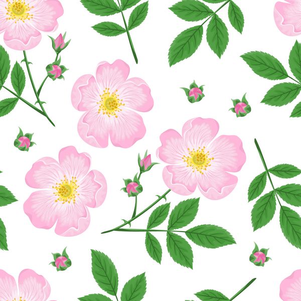 الگوی یکپارچه با شاخه های شکوفه شکوفه برگ های سبز و جوانه های جدا شده در زمینه سفید تصویر برداری از رزا کنینا در سبک ساده و ساده کارتونی