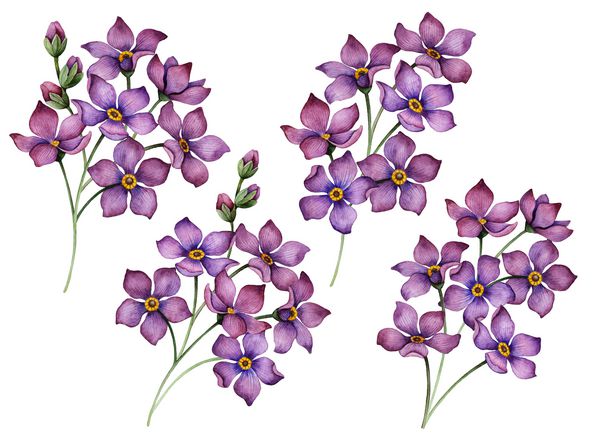 ترکیب گل آبرنگ مجموعه دسته های کوچک تصویر کشیده شده دستی از گلهای بنفش جدا شده در یک زمینه سفید