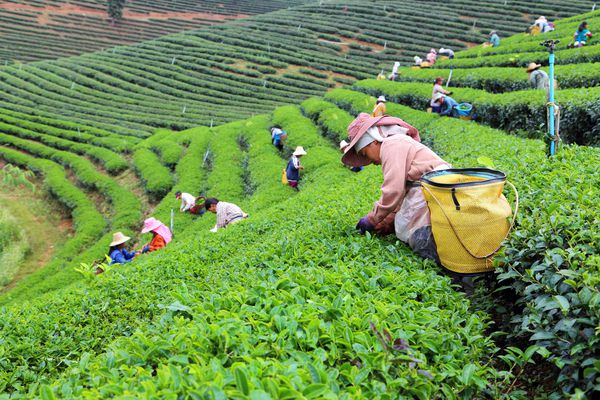 CHIANG RAI تایلند 24 دسامبر زن تایلند برگهای چای را در مزارع چای در 24 دسامبر 2012 بر روی مزارع چای در Chui Fong Chiang Rai تایلند می شکند