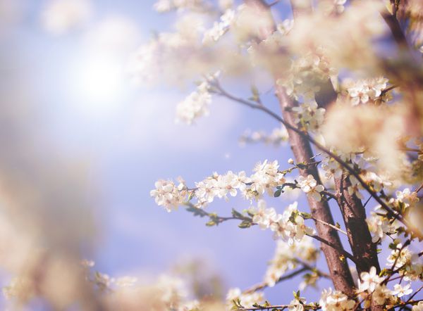 گل های درخت سفید در بهار