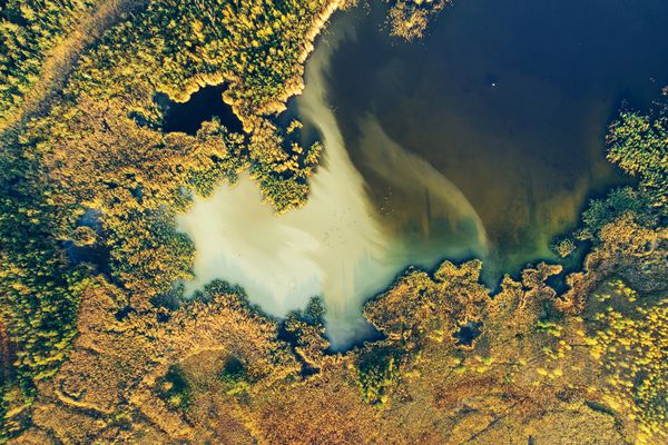 جنگل های سبز و دریاچه در فصل پاییز دراز کشیدن ذخیره طبیعی Ptasi Raj در گدانسک لهستان