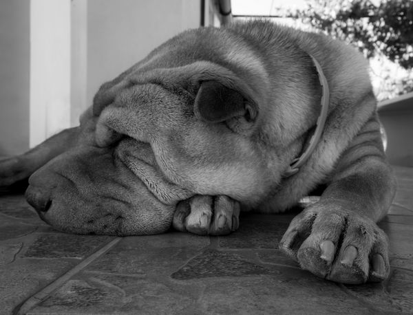 عکس سیاه و سفید از نژاد بزرگ سگ شار پی که در خیابان خوابیده است
