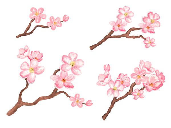 شاخه های آبرنگ شکوفه های گیلاس درخت ساکورا با گل های جدا شده در زمینه سفید نقاشی دست روی کاغذ