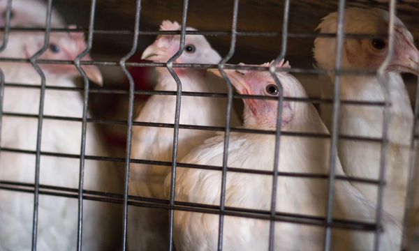 مرغ های جوان برای گوشت در مزرعه مرغ کلوزآپ حیوان نسل جوان در قفس نشسته اند