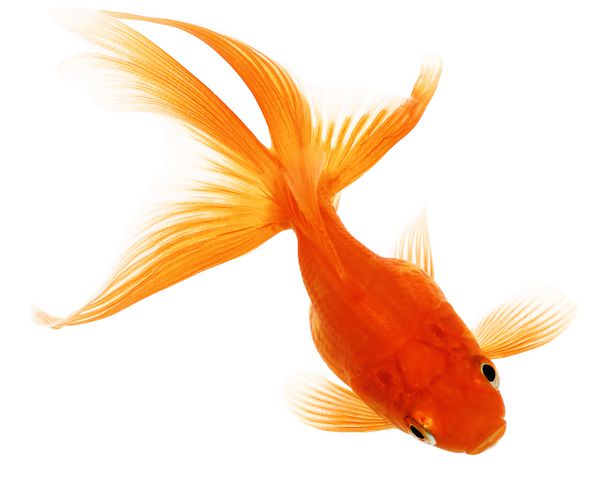 ماهی قرمز نارنجی بدون سایه در پس زمینه سفید جدا شده است