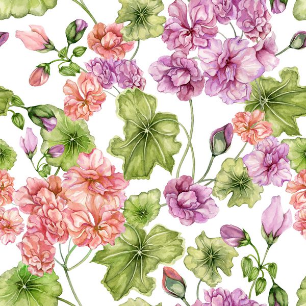 زمینه گل زیبا با گل ها و برگ های پلارگونیوم با زمینه سفید الگوی گیاه شناسی یکپارچه نقاشی آبرنگ نقاشی با دست به صورت گل کاغذ دیواری طراحی پارچه