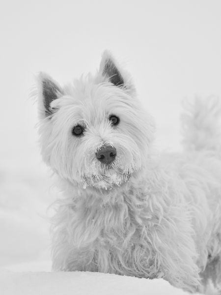 وستي West Highland White terrier White ایستاده در چمن پرتره یک سگ سفید عکس سیاه و سفید