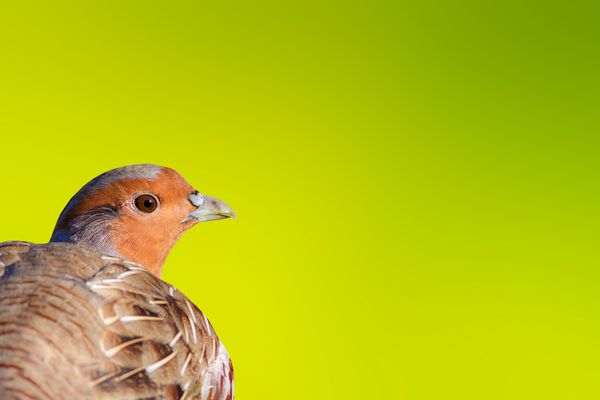 پرتره پرتره زمینه طبیعت سبز تصاویر جدا شده پرنده پارکت خاکستری Perdix perdix