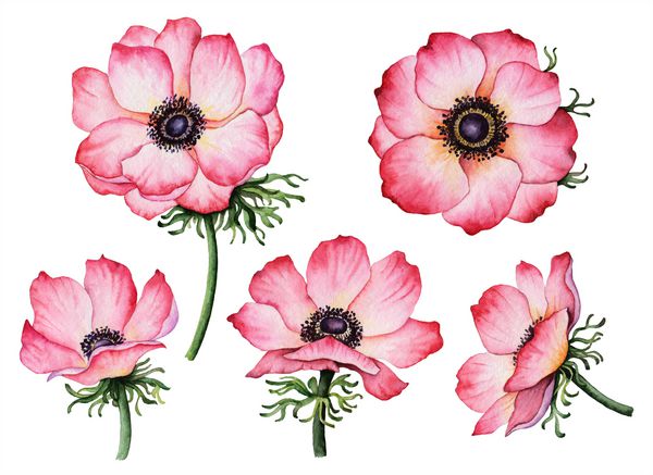 مجموعه شقایق های آبرنگ تصویر نقاشی شده با دست از گلها عناصر گلدار جدا شده بر روی زمینه سفید