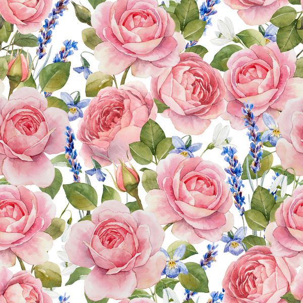 الگوی گل آبرنگ با گل های گل رز و گل های بهاری انگلیسی به آرامی صورتی گلهای اسطوخودوس