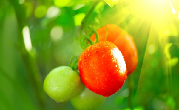گوجه فرنگی طبیعی رسیده که آماده برداشت است گوجه فرنگی ارگانیک روی یک شاخه نزدیک رشد می کند باغ مفهوم باغبانی