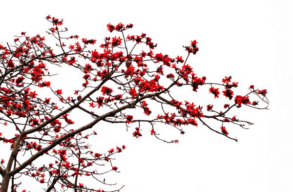 شکوفه درخت پنبه ابریشم قرمز نام لاتین Bombax Ceiba است و یک درخت زینتی محبوب است که در شرق و جنوب آسیا یافت می شود
