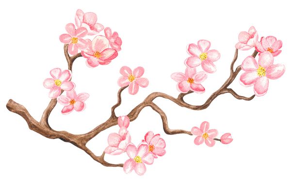 شکوفه گیلاس آبرنگ درخت شاخه با گل های جدا شده در زمینه سفید نقاشی دست روی کاغذ