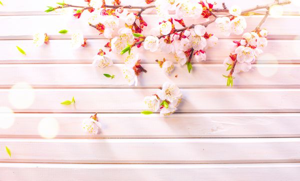 شکوفه بهار عید پاک در زمینه تخته چوبی سفید گلهای زردآلو عید پاک در طراحی هنر مرزی چوب درخت شکوفه صورتی روی چوب